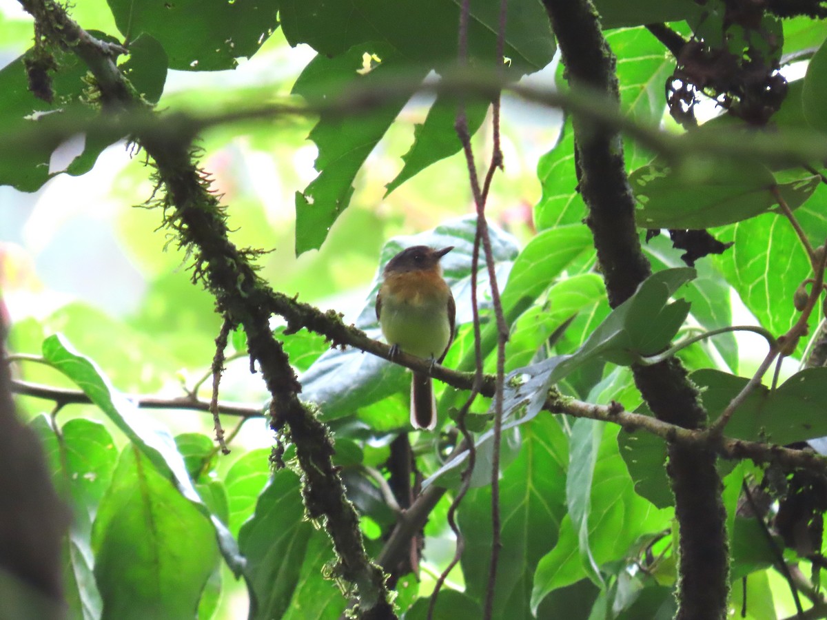 Rufous-breasted Flycatcher - ML581621571