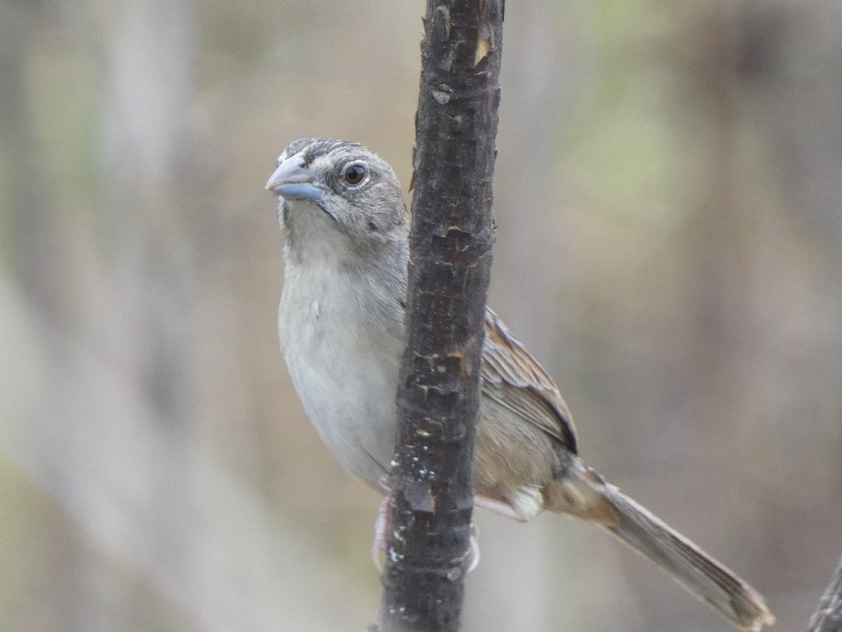 Botteri's Sparrow (Peten) - ML581621591