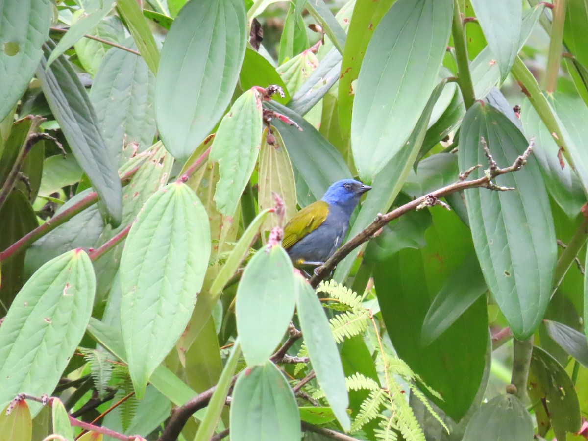 Blue-capped Tanager - ML581621881