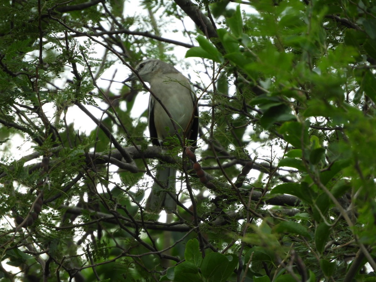 White-banded Mockingbird - ML581621991