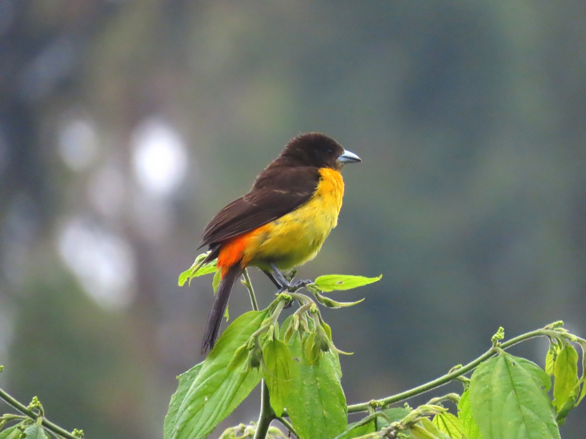 Flame-rumped Tanager - ML581622021