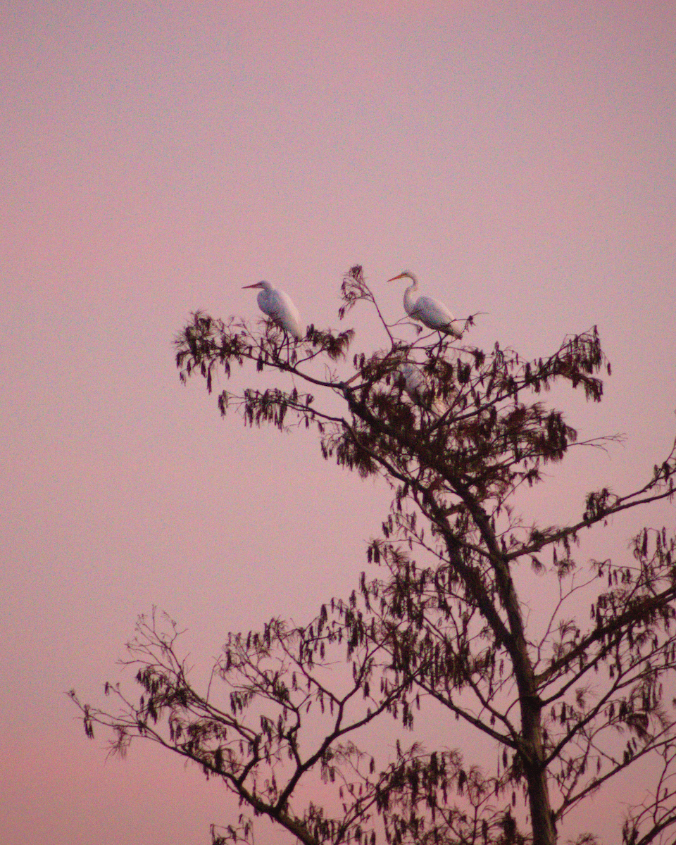 Great Egret - Austin Lynch