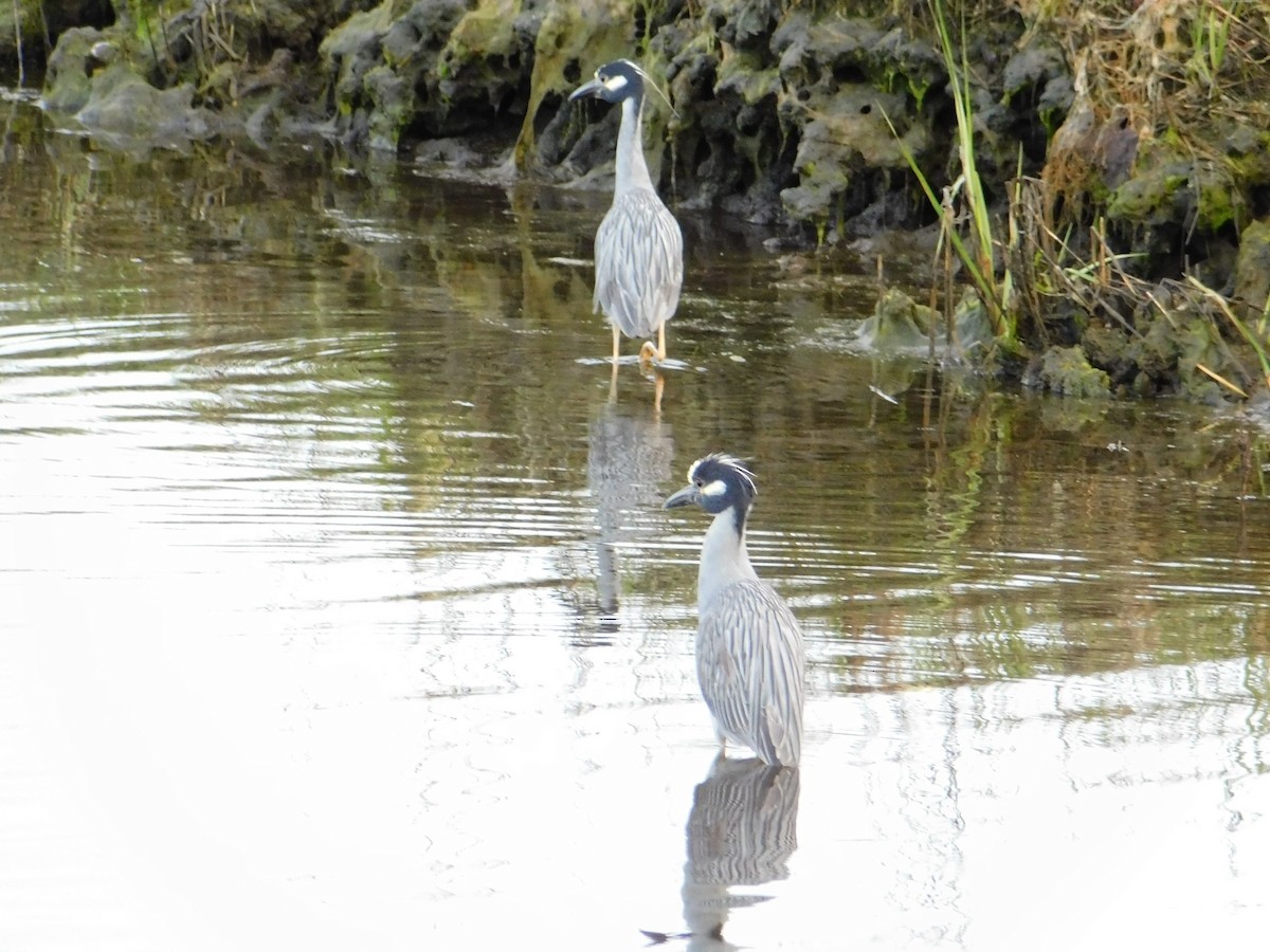 Yellow-crowned Night Heron - ML581624531