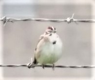 Lark Sparrow - ML581624811