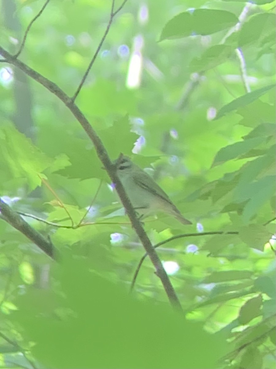 Red-eyed Vireo - Colin Little