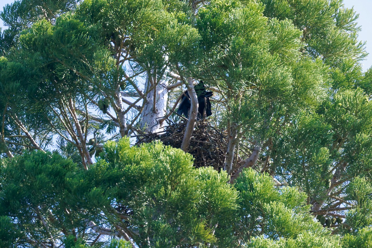 Common Raven - ML581626041