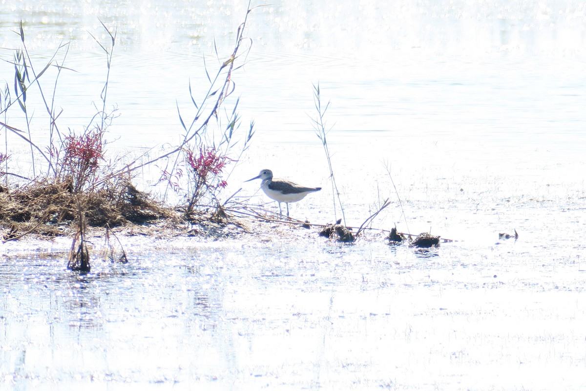 Common Greenshank - ML581626131