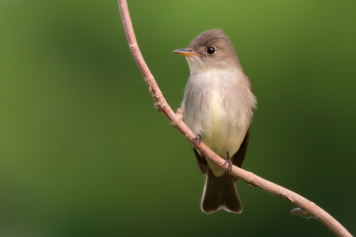 Eastern Wood-Pewee - ML581626541