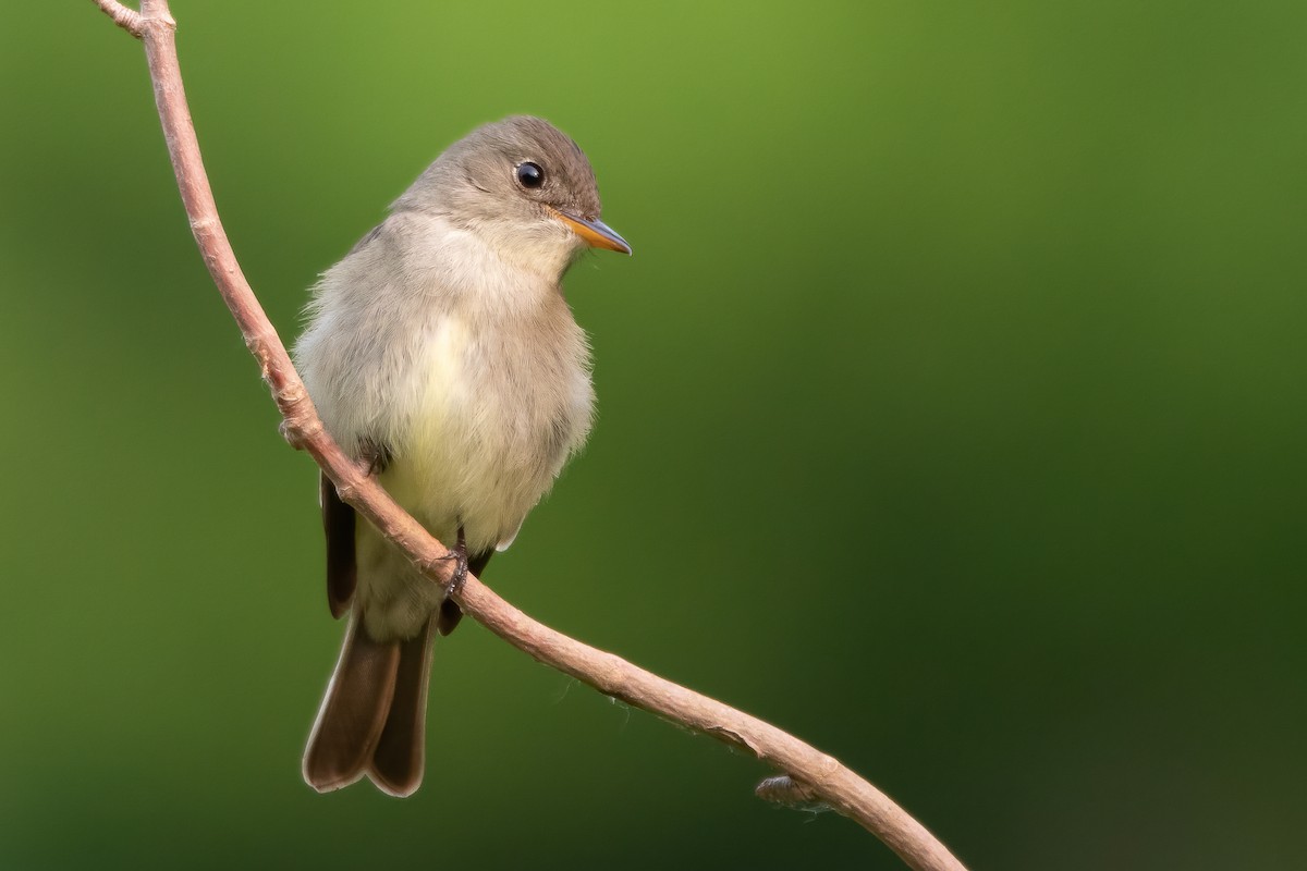 Eastern Wood-Pewee - Matthew Plante