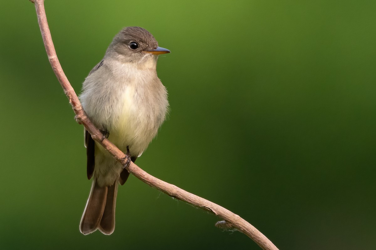 Eastern Wood-Pewee - ML581626571