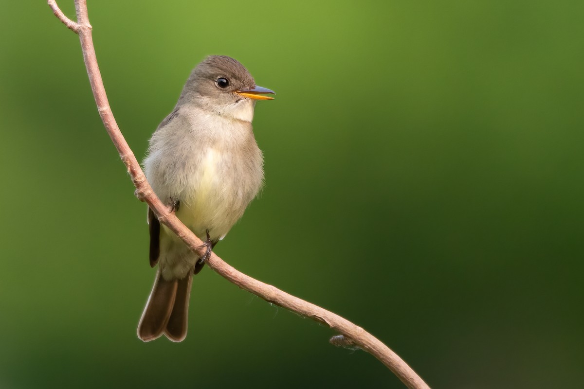 Eastern Wood-Pewee - ML581626581