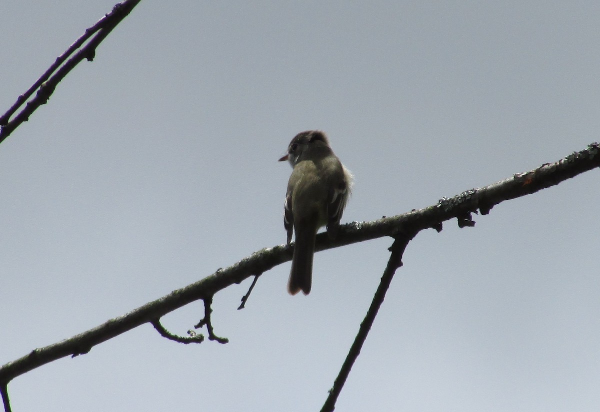 Willow Flycatcher - ML58162671