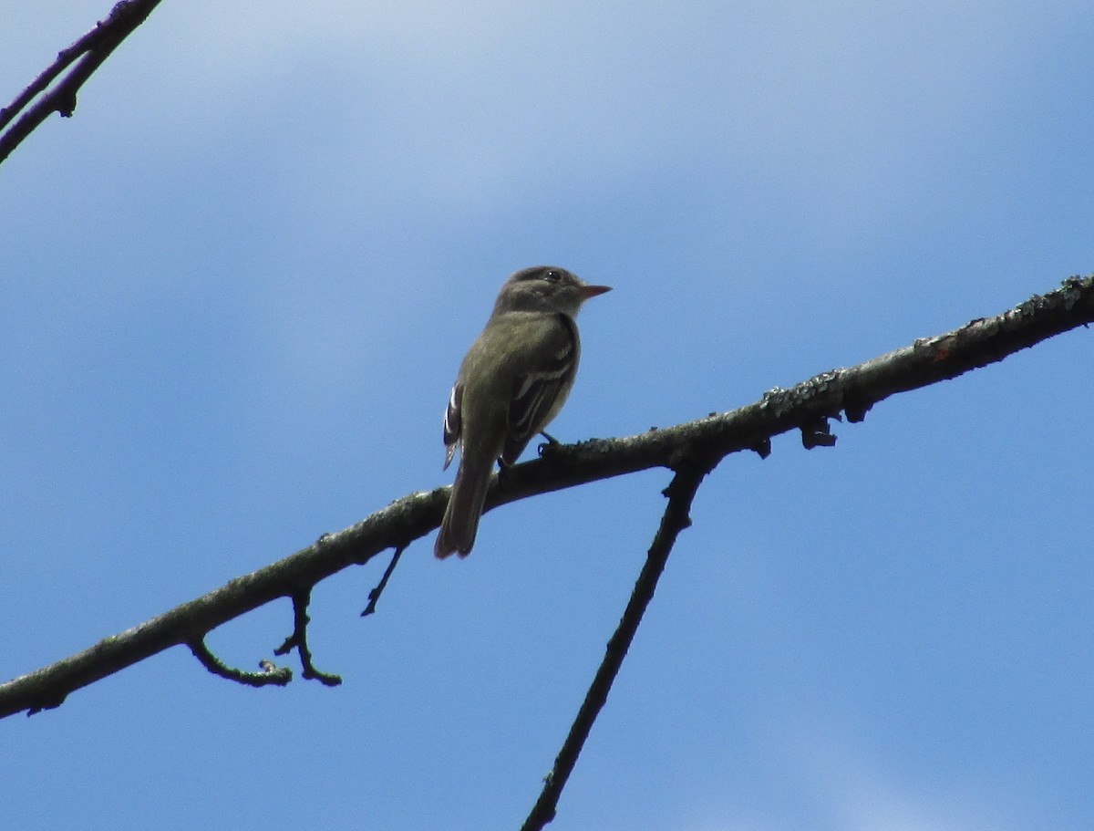 Willow Flycatcher - ML58162681