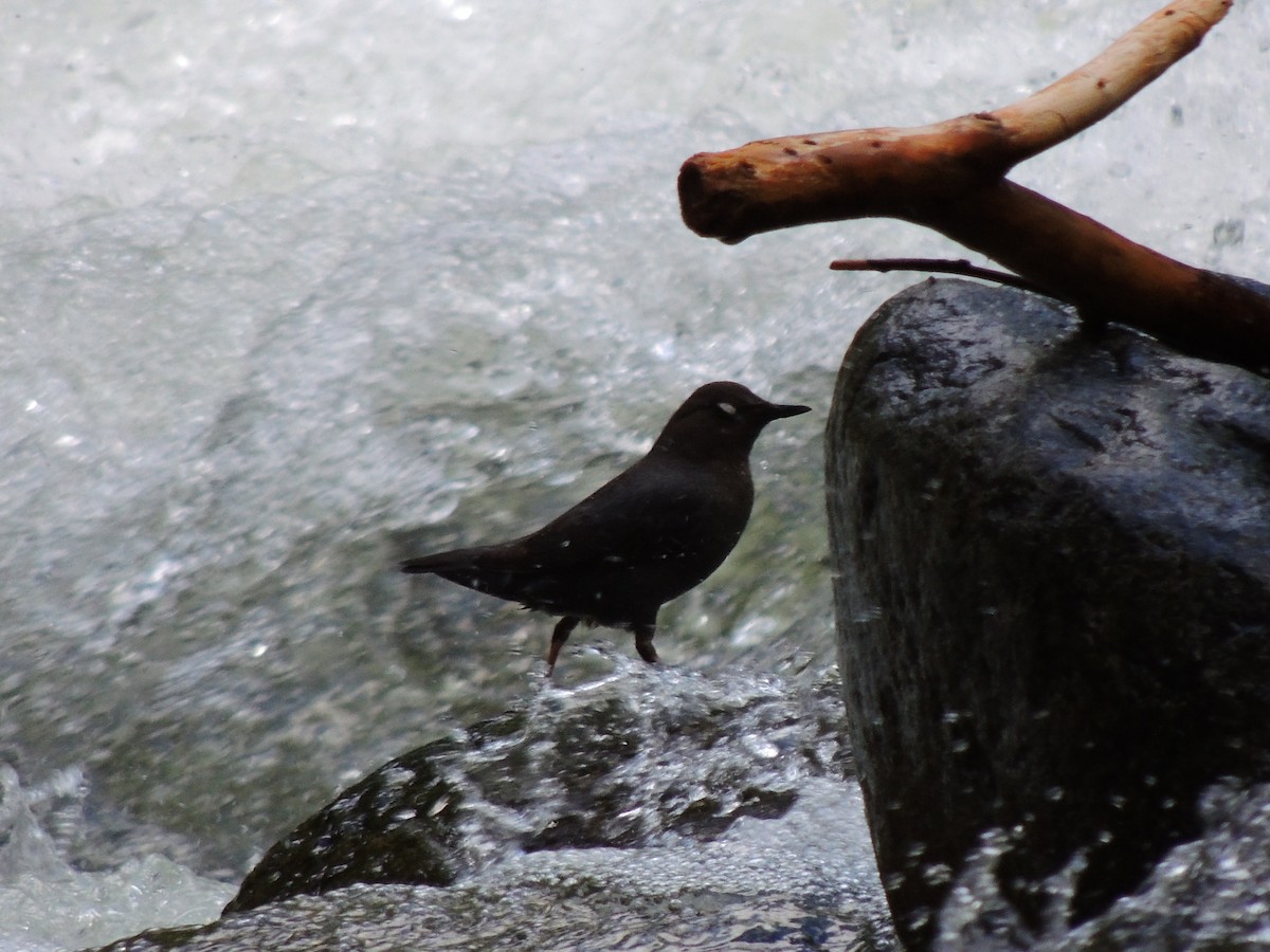 American Dipper - ML581629061