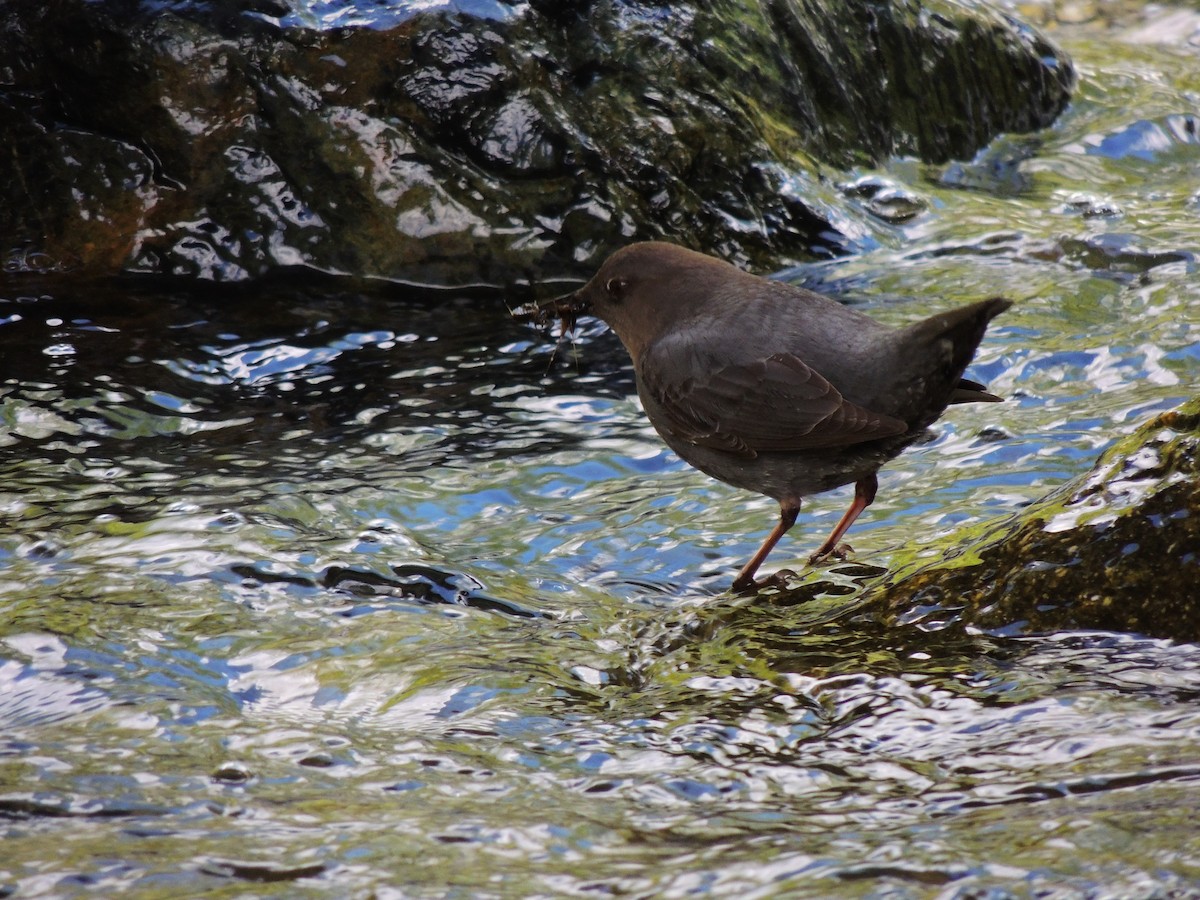 American Dipper - ML581629081