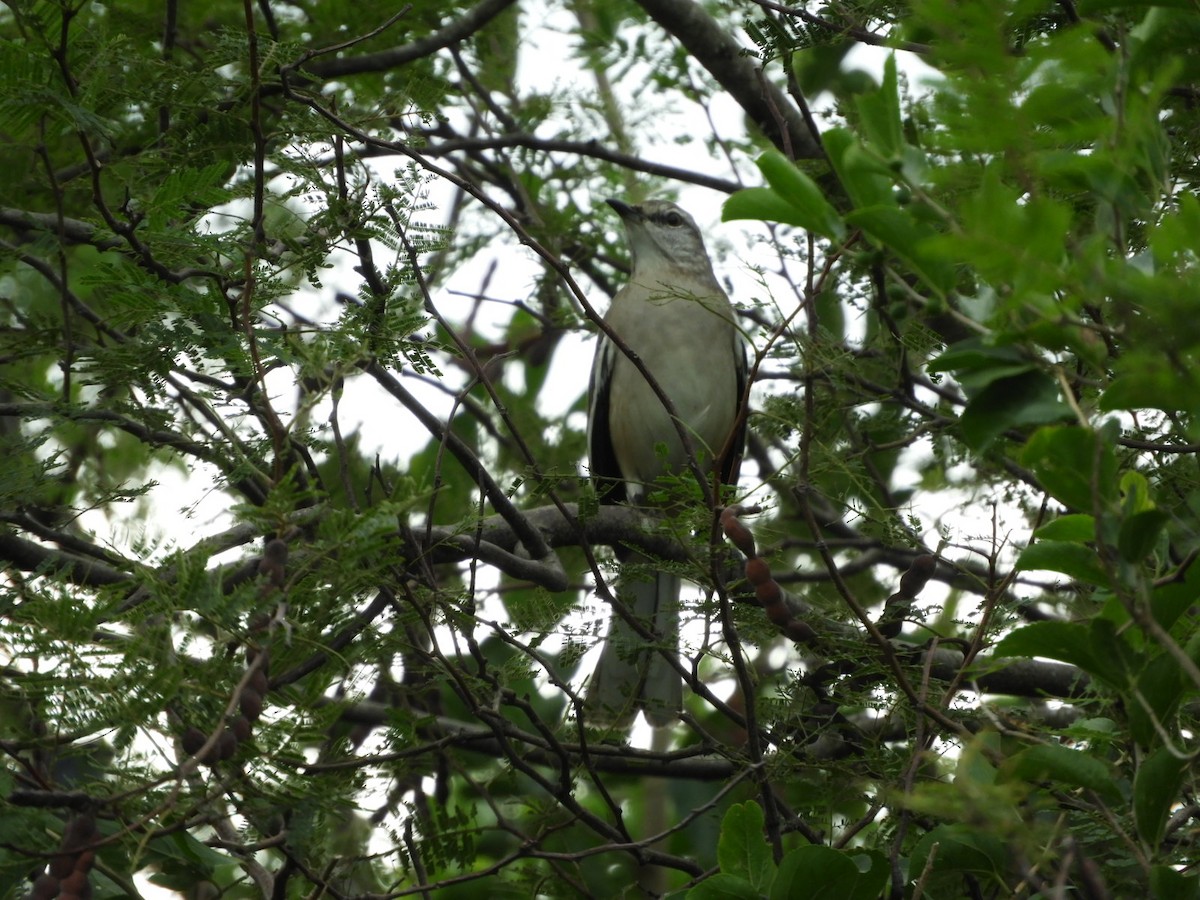 White-banded Mockingbird - ML581630841