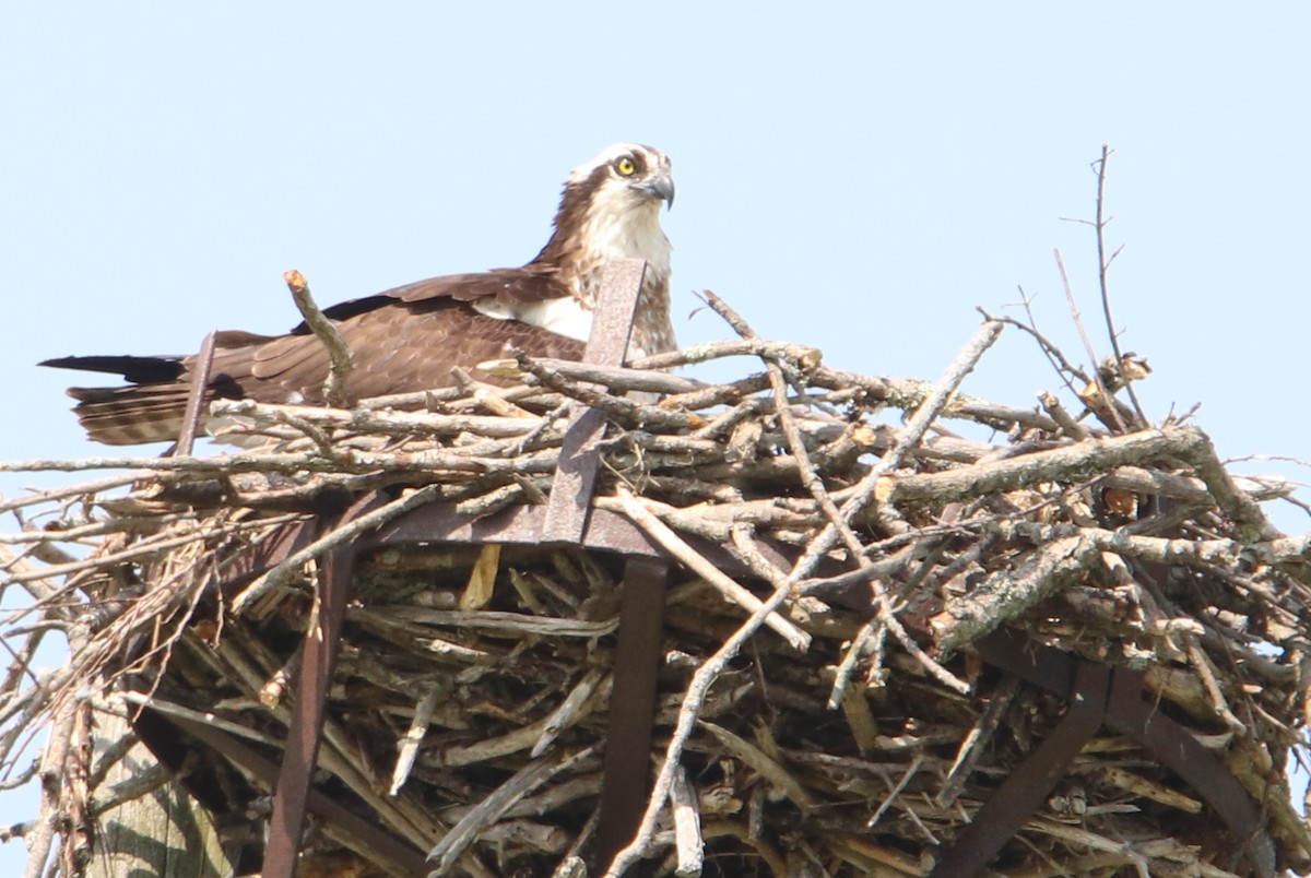 Fischadler (carolinensis) - ML581630961