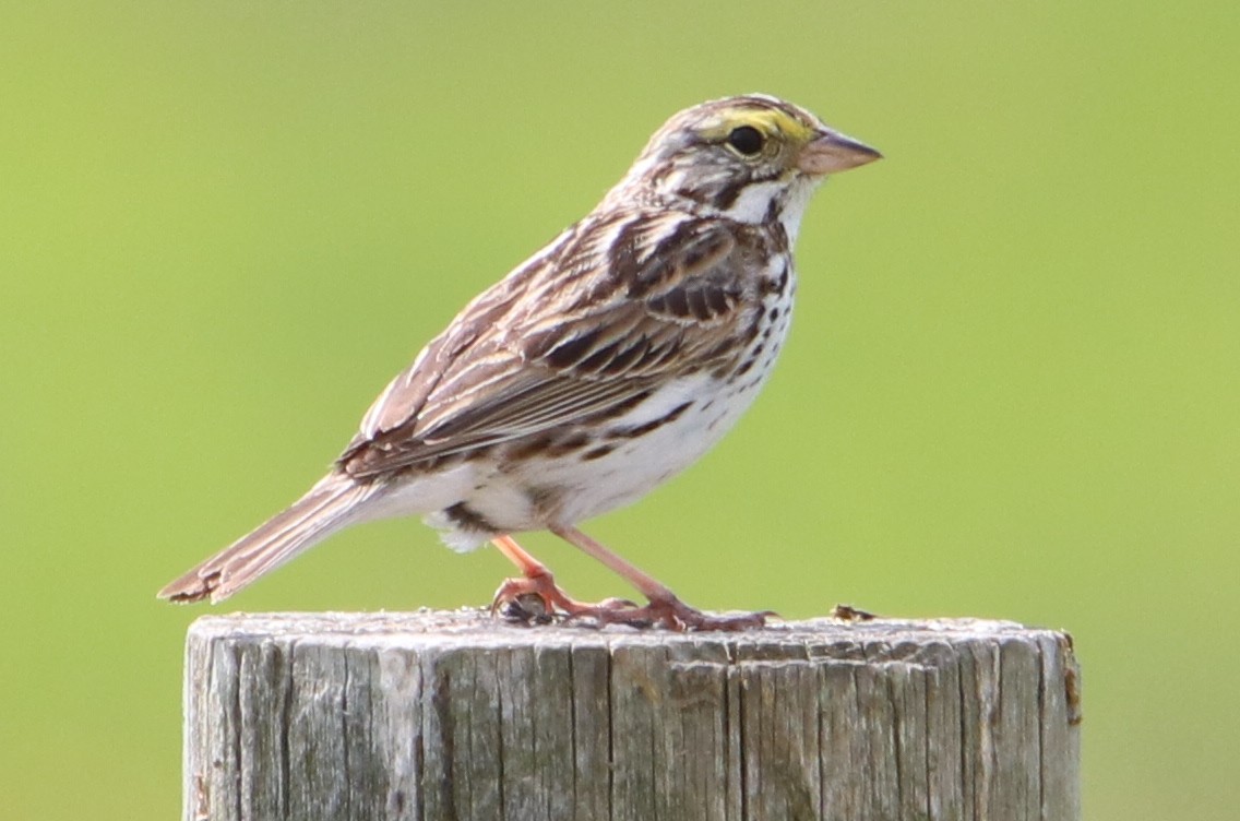 Savannah Sparrow - Phil Mills