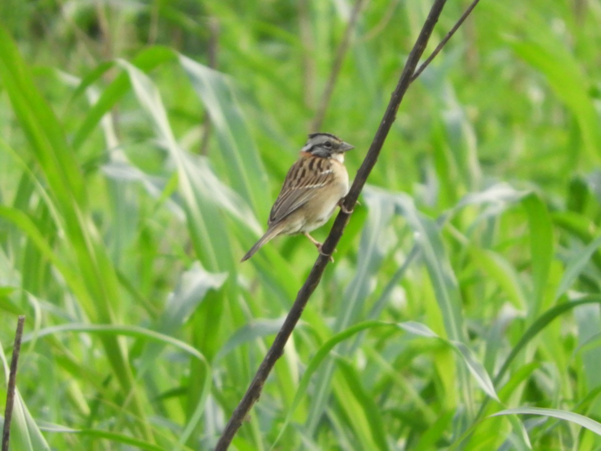 Rufous-collared Sparrow - ML581631151