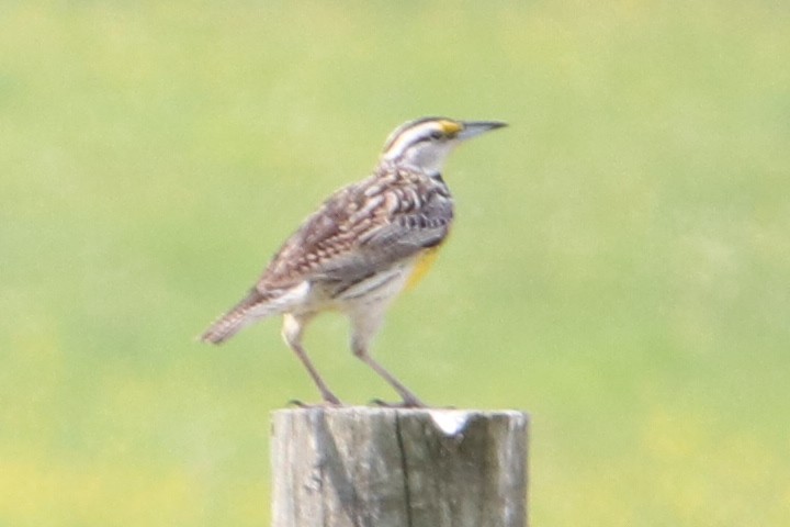 Eastern Meadowlark - ML581631611