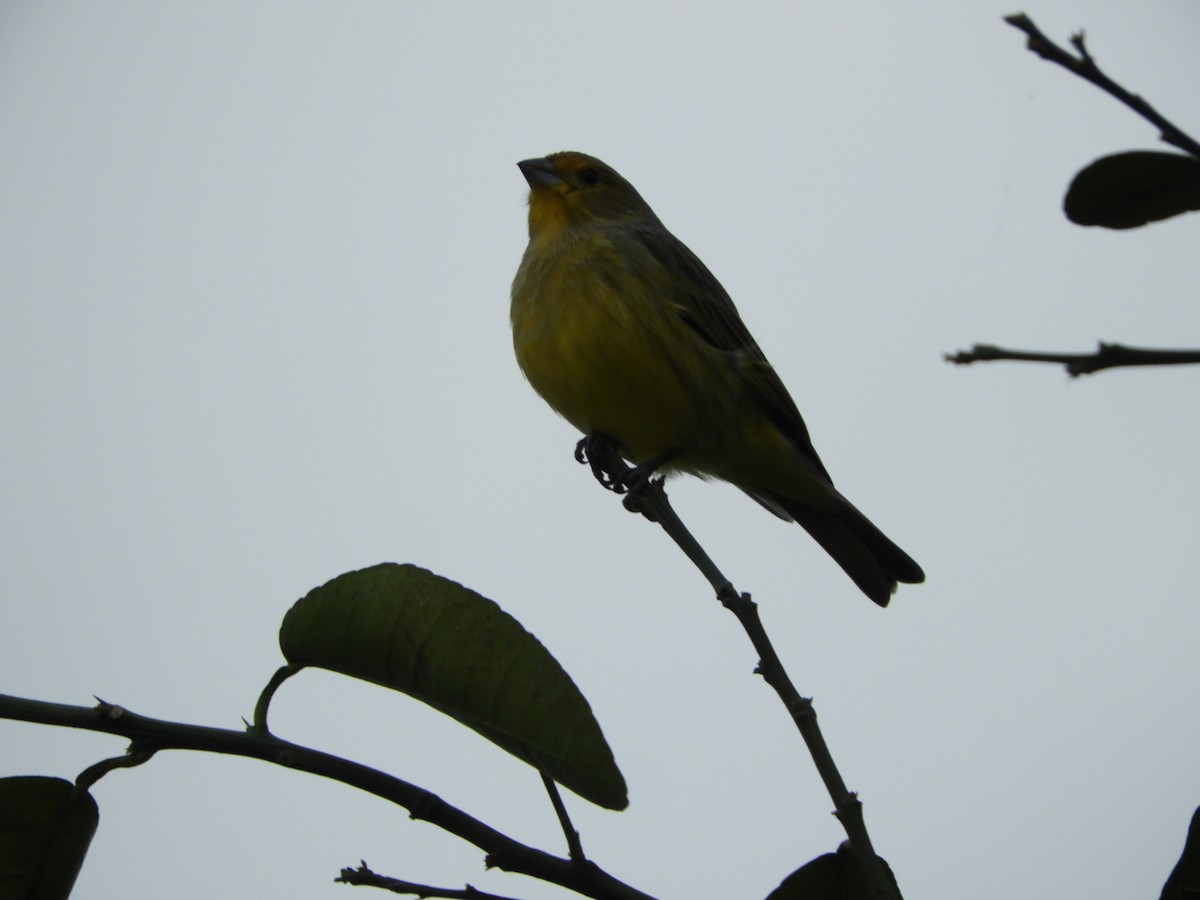 Saffron Finch - ML581631971