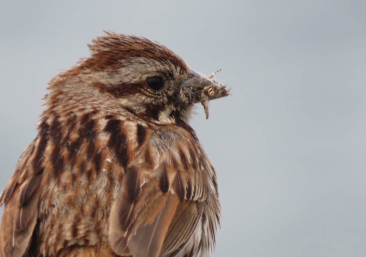 Song Sparrow - ML581632131