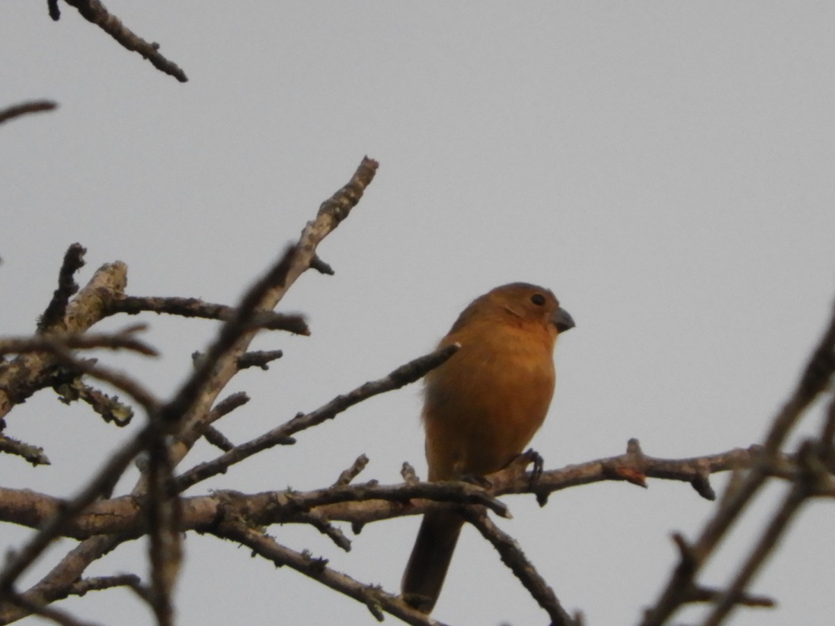 Glaucous-blue Grosbeak - Silvia Enggist