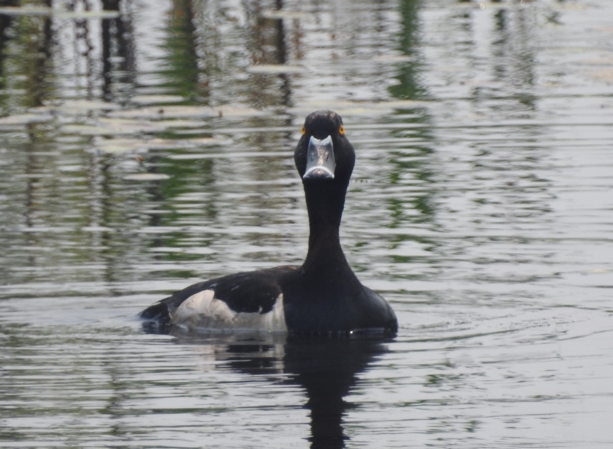 Ring-necked Duck - ML581632511