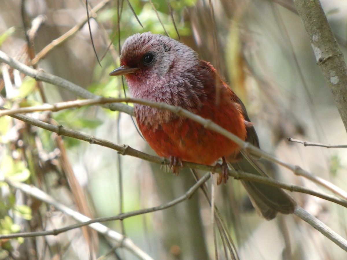 Pink-headed Warbler - ML581633511