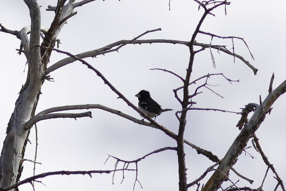 Rose-breasted Grosbeak - Linda Chittum