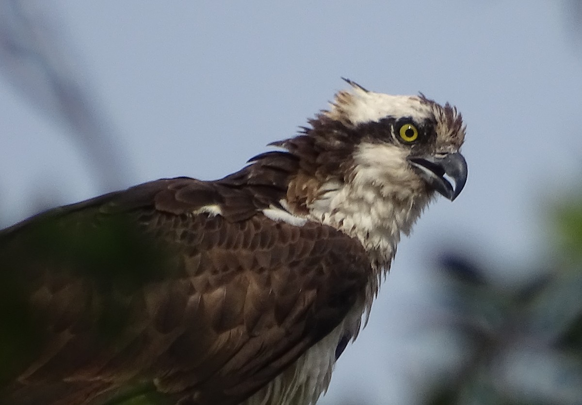 Águila Pescadora - ML581634541