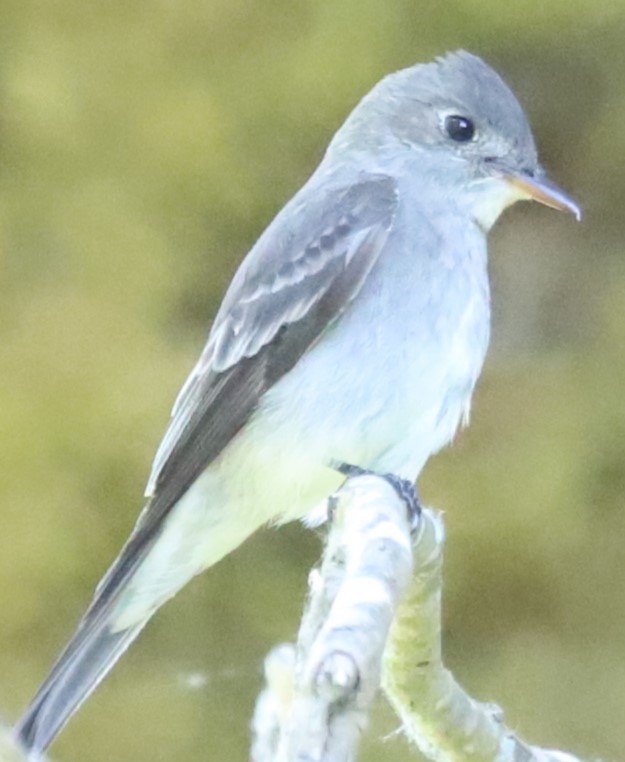 Western Wood-Pewee - ML581634881