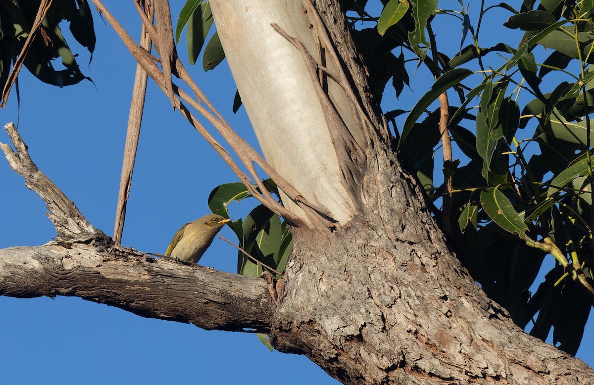 Fuscous Honeyeater - ML581635051