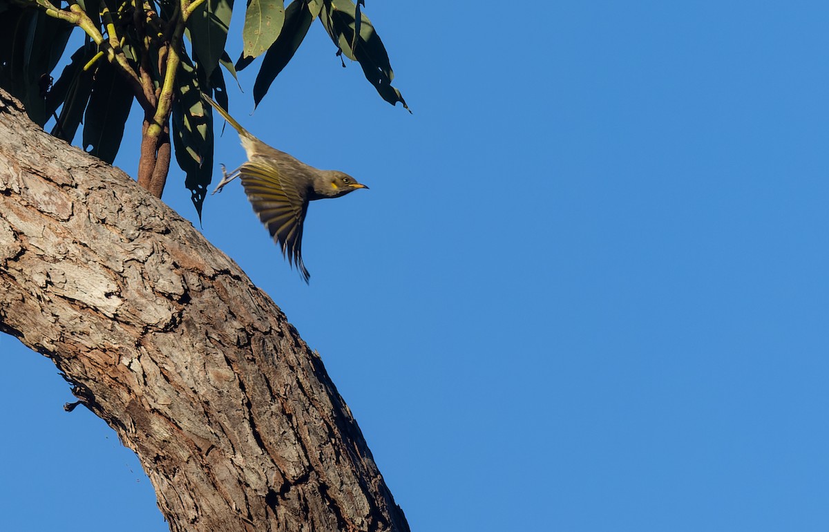 Fuscous Honeyeater - ML581635071