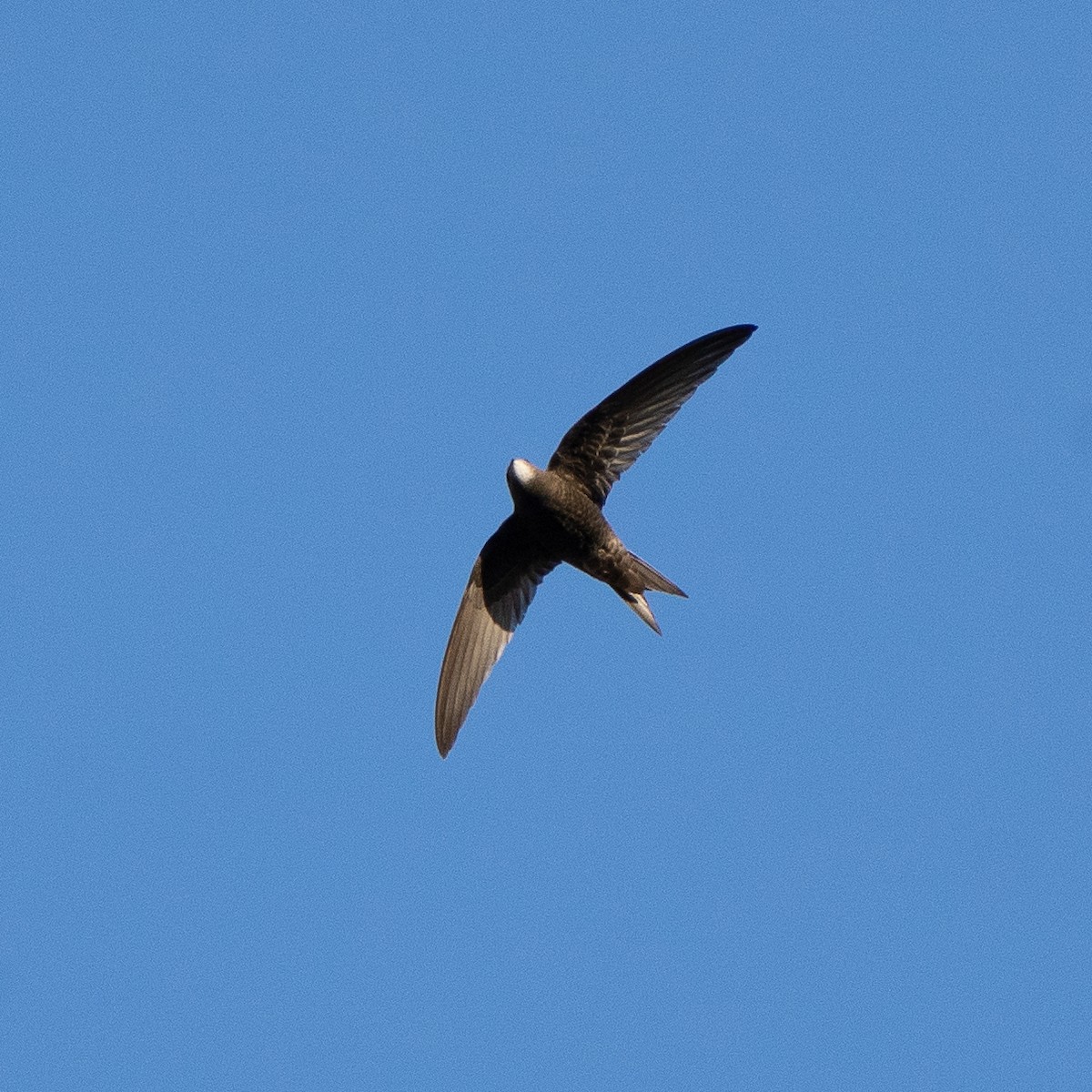 Common Swift - ML581635281