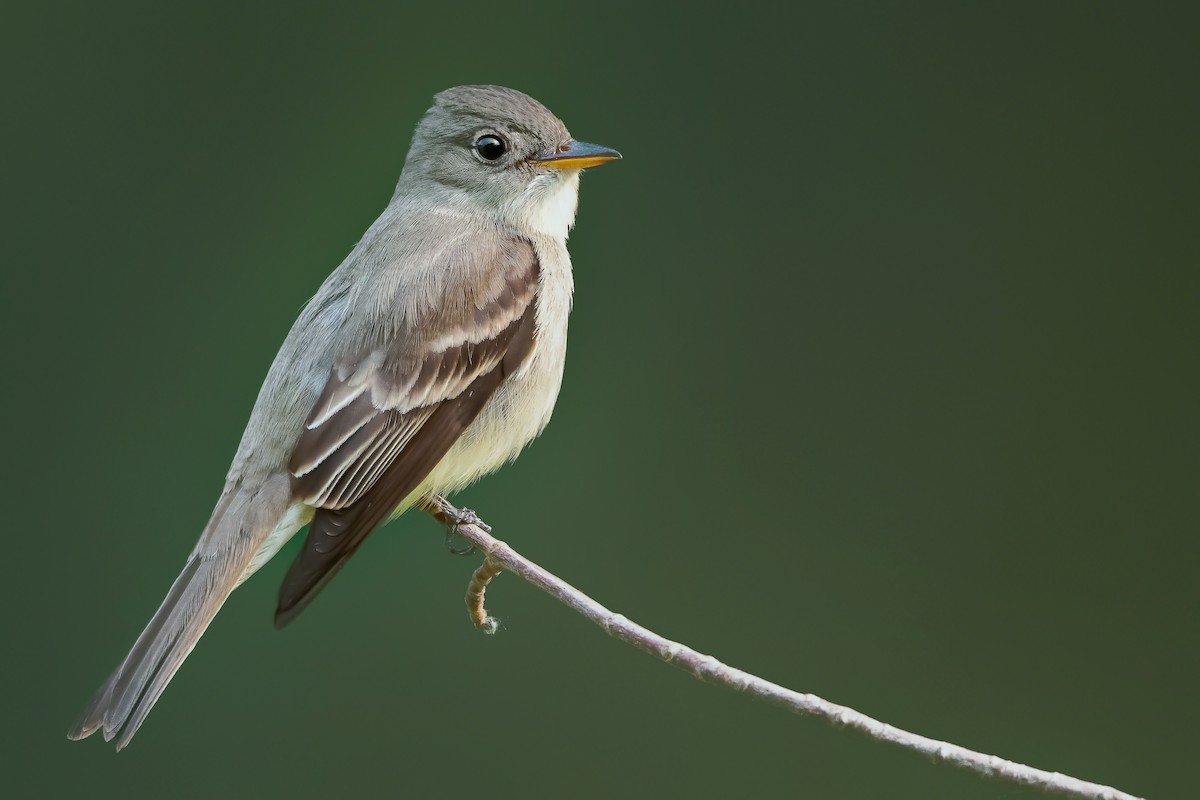Eastern Wood-Pewee - ML581635611