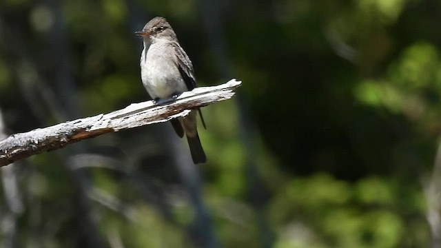 Blasskehl-Schnäppertyrann - ML581636001