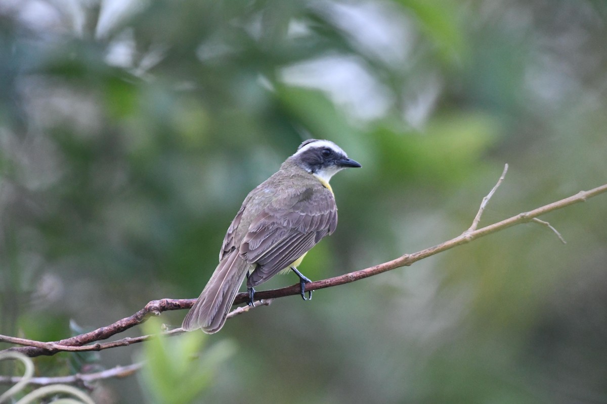 White-ringed Flycatcher - D T