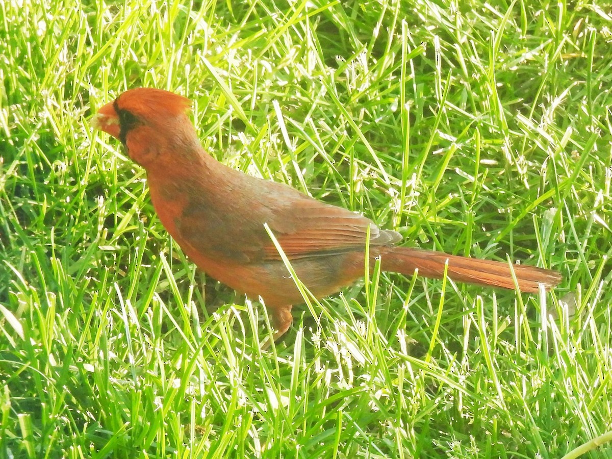 Northern Cardinal - ML581636541