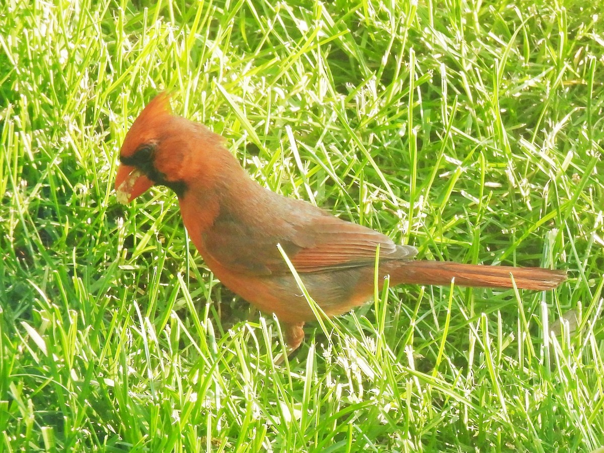 Northern Cardinal - ML581636561