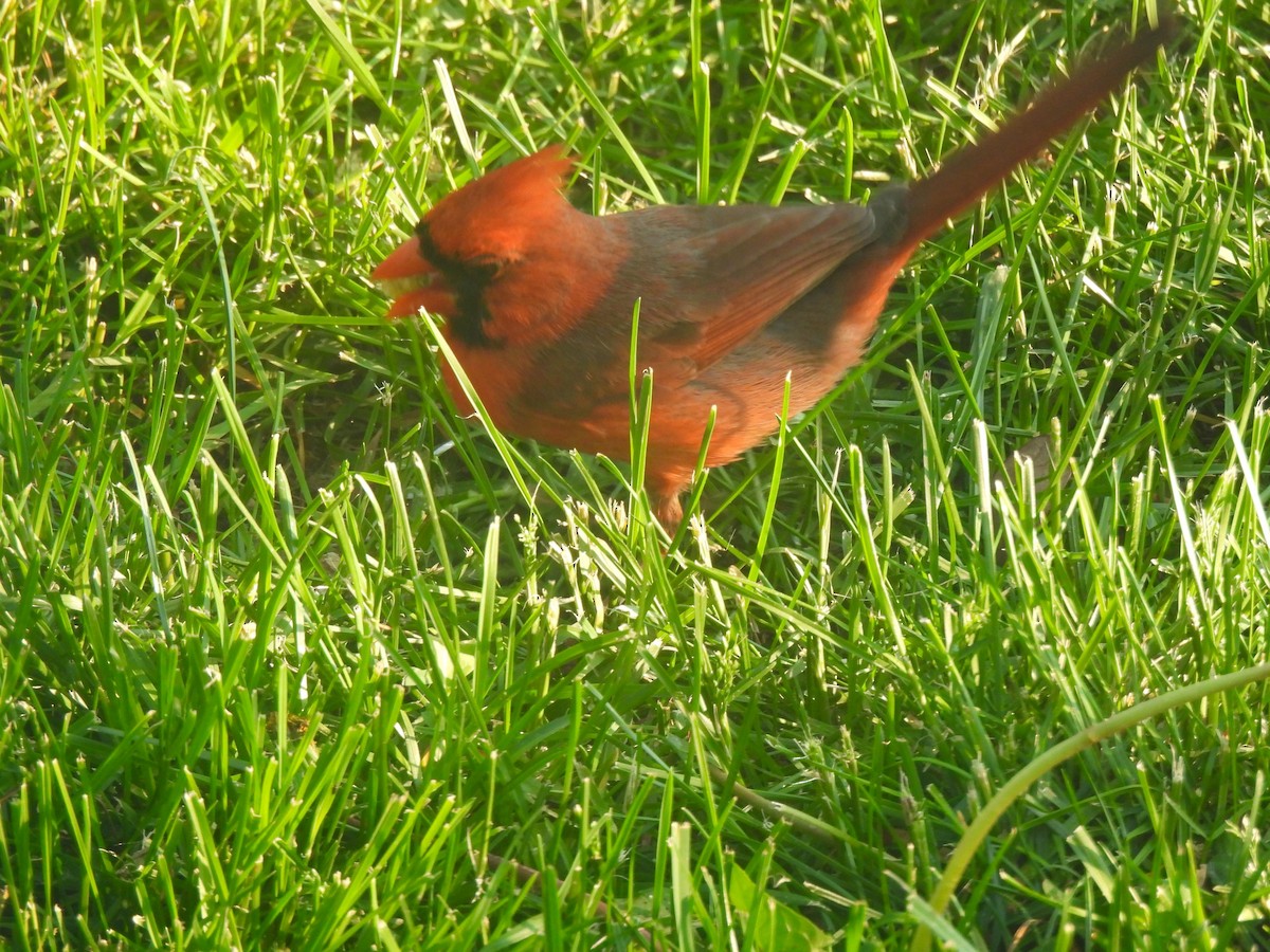 Northern Cardinal - ML581636571