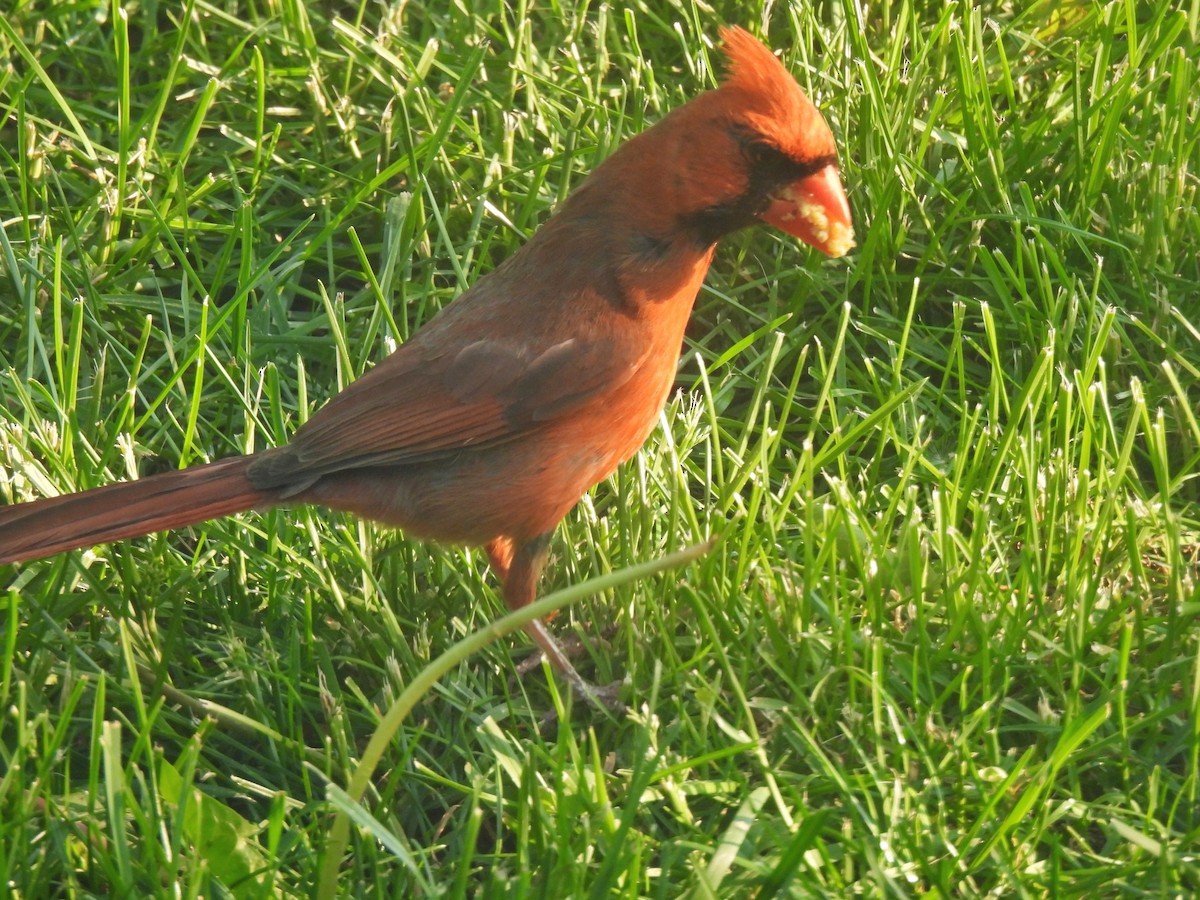 Northern Cardinal - ML581636581