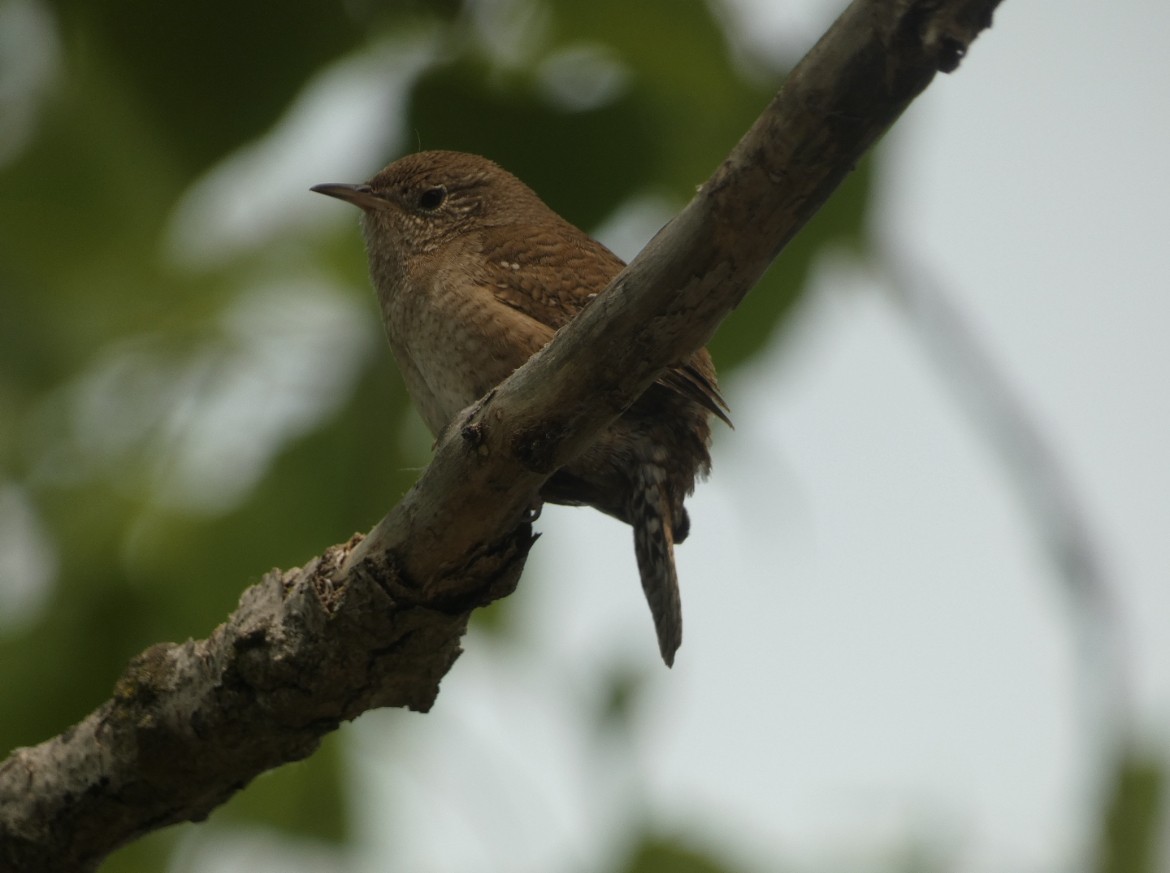 House Wren - ML581636681