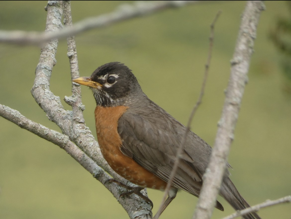 American Robin - ML581636691