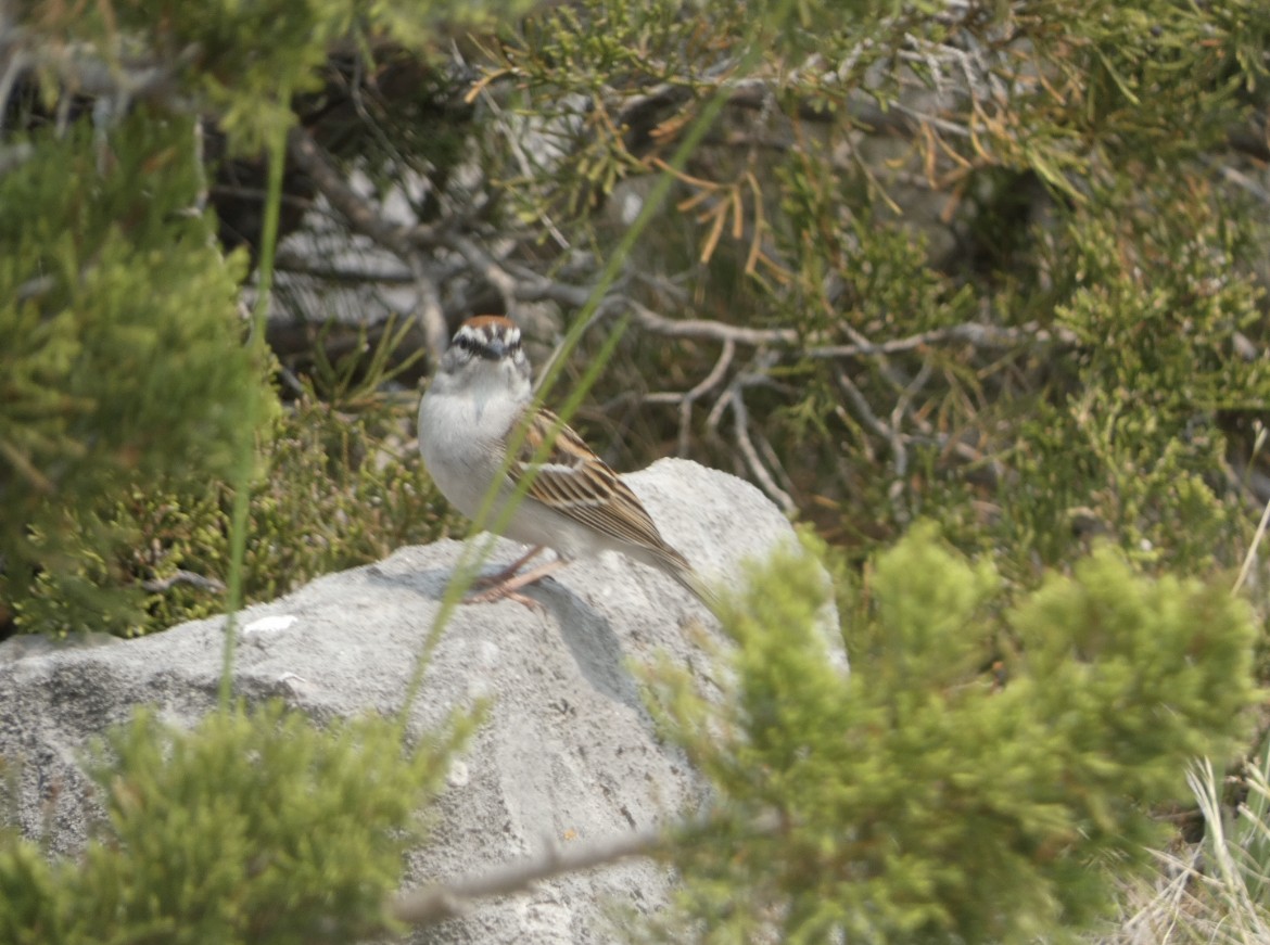 Chipping Sparrow - ML581636741