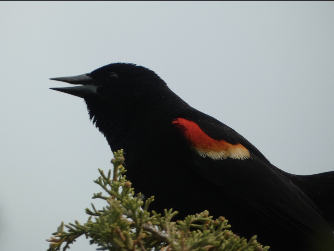 Red-winged Blackbird - ML581636781