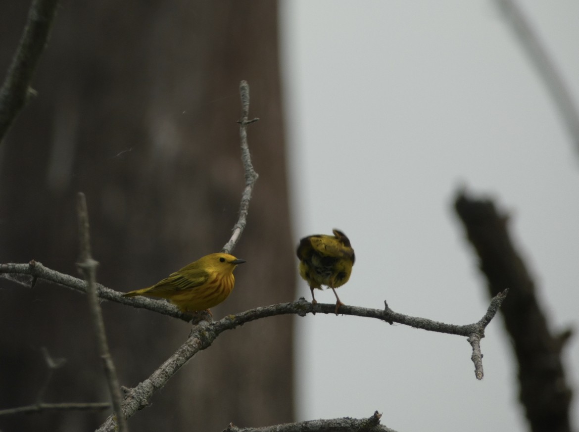 Yellow Warbler - ML581636791