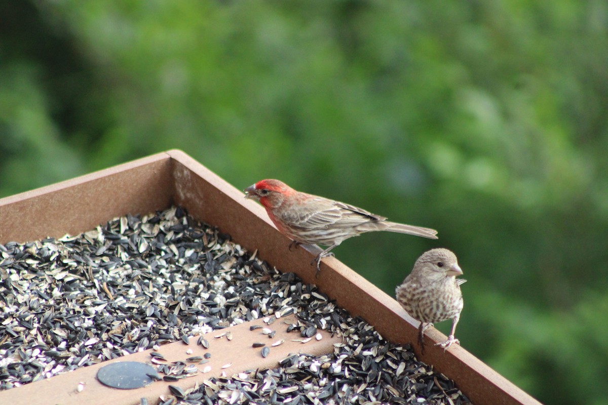 House Finch - Logan Smith