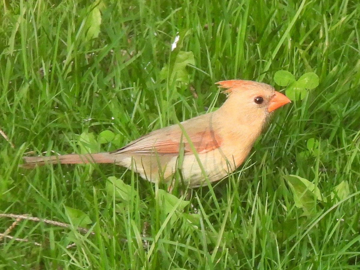 Northern Cardinal - ML581637441