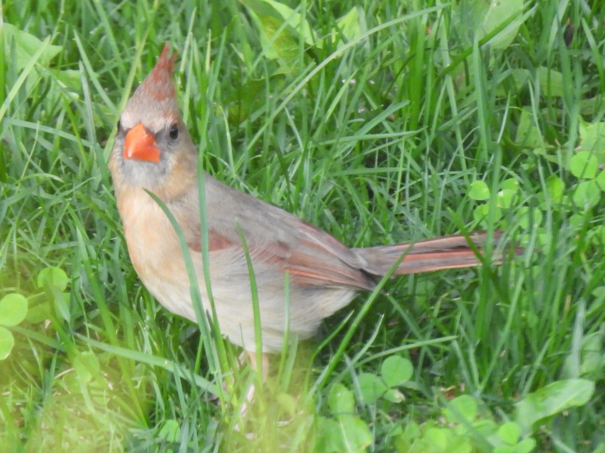 Northern Cardinal - ML581637451